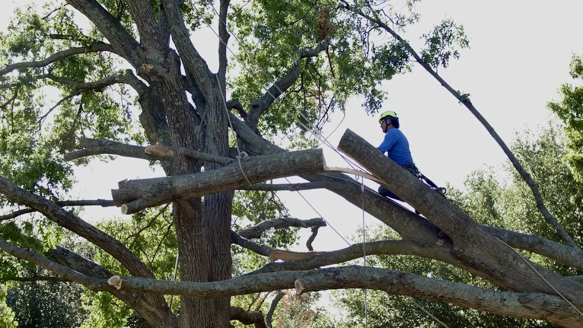 Professional Crown Thinning performed by certified arborists in Buchanan